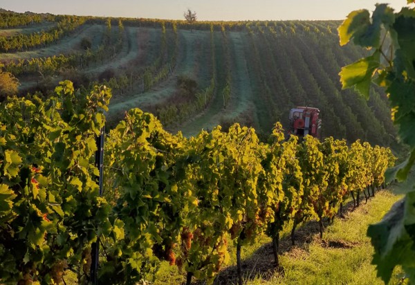 Weinbergrundfahrt mit der Reblaus für 2